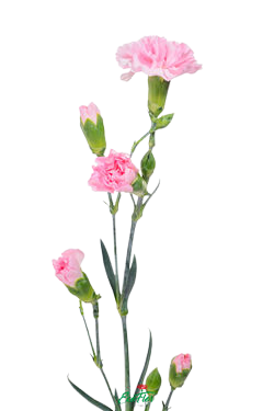 Pixie (Mini claveles)