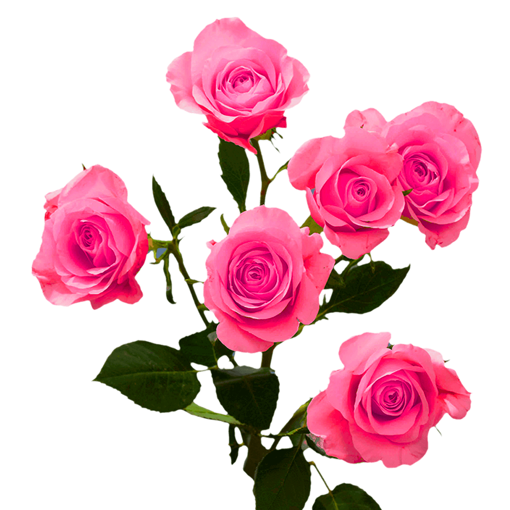 Spray Roses (Rosas Mini)