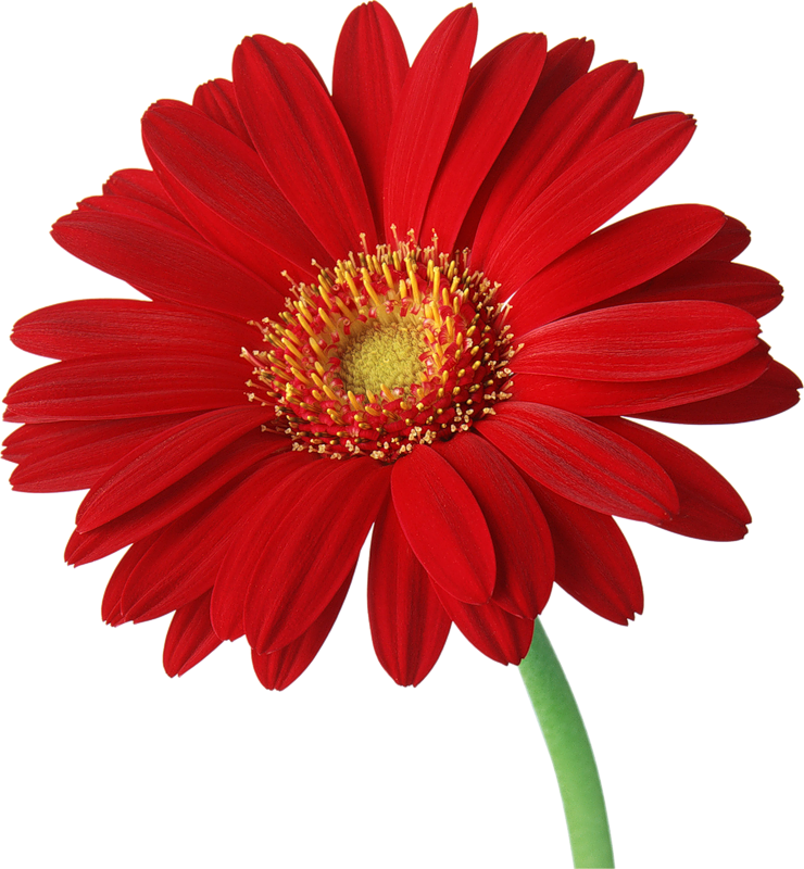 Gerbera
