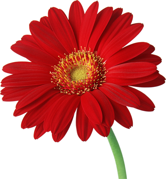 Gerbera