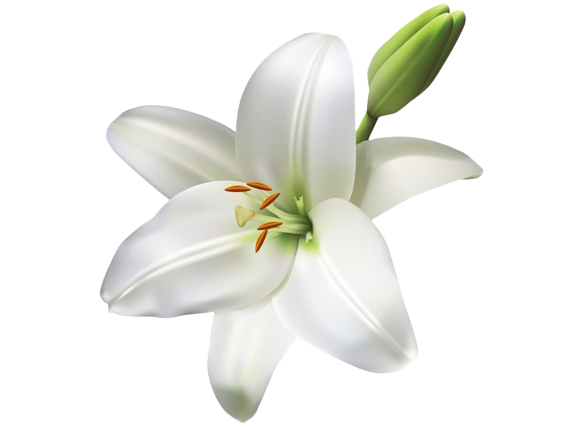 Tiger Lily