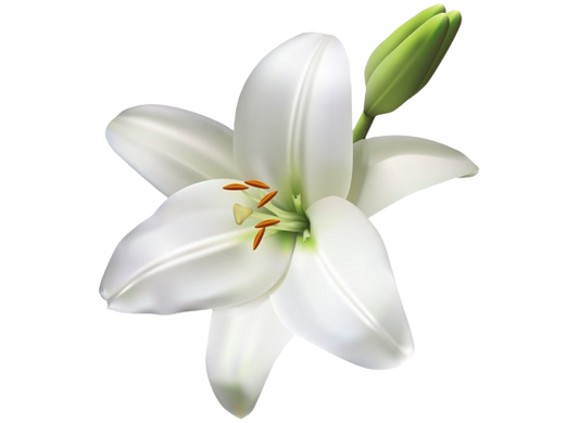 Tiger Lily