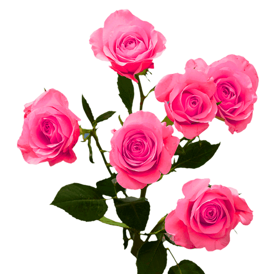 Spray Roses (Rosas Mini)