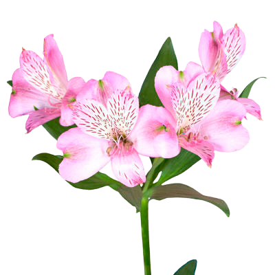 Alstromeria