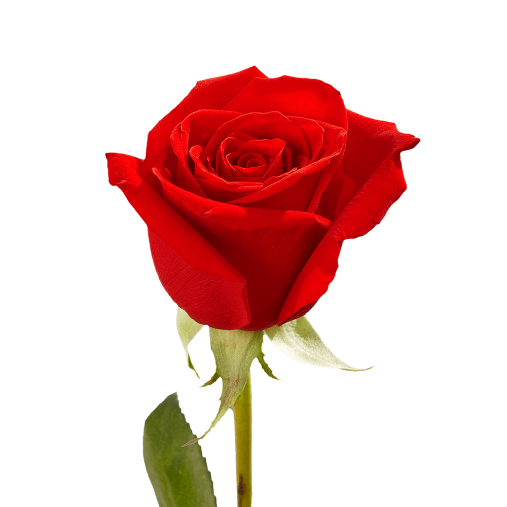 Rosas