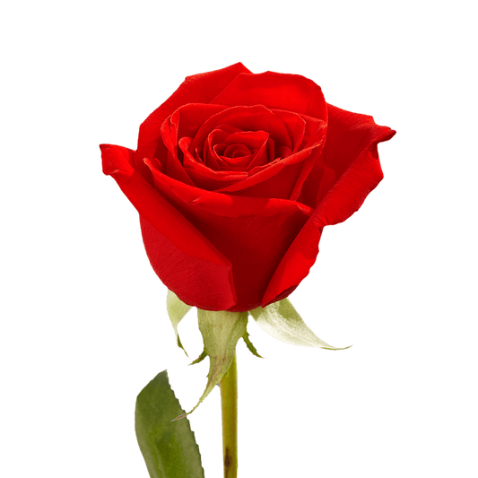 Rosas