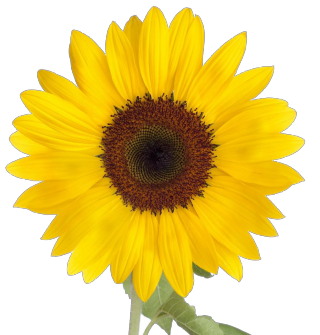 Girasoles