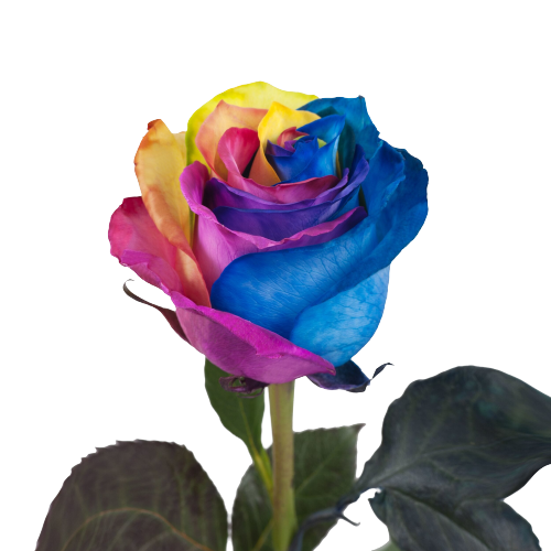 Rosas