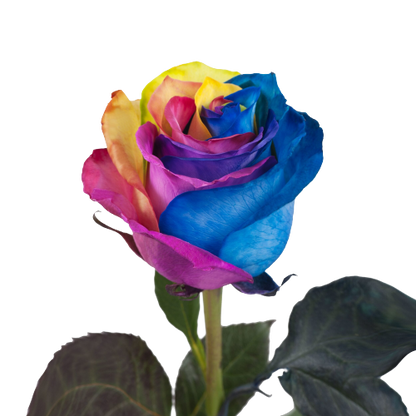 Rosas