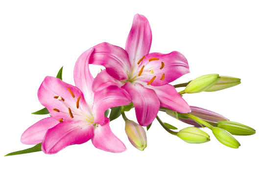 Tiger Lily