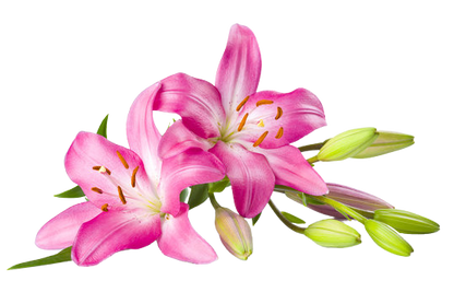 Tiger Lily