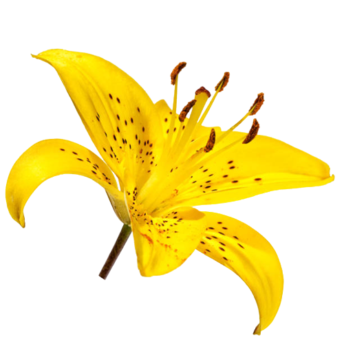 Tiger Lily