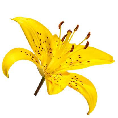 Tiger Lily