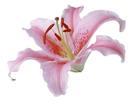 Tiger Lily