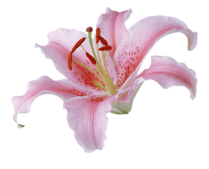 Tiger Lily