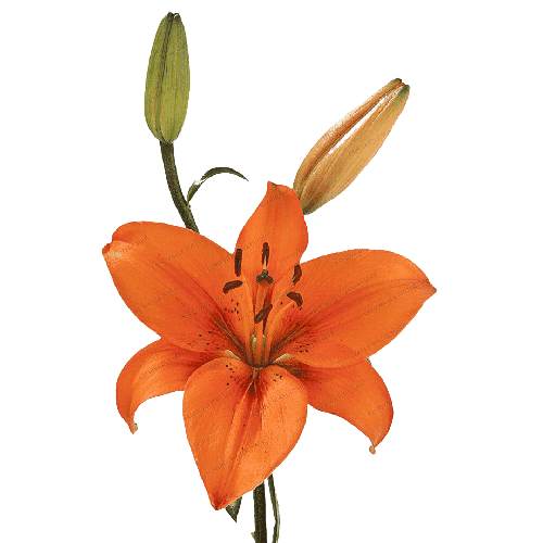 Tiger Lily