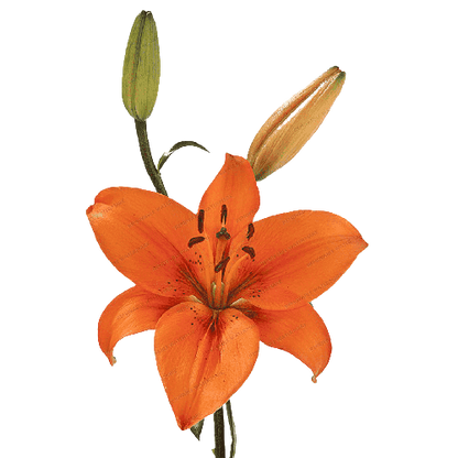 Tiger Lily